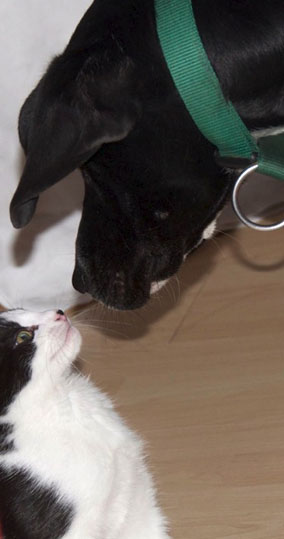Hunde Vermittlung Trier